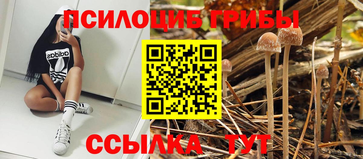 Псилоцибиновые грибы GOLDEN TEACHER  Галлюциногенные грибы мухоморы  Вход с VPN  Кизляр 